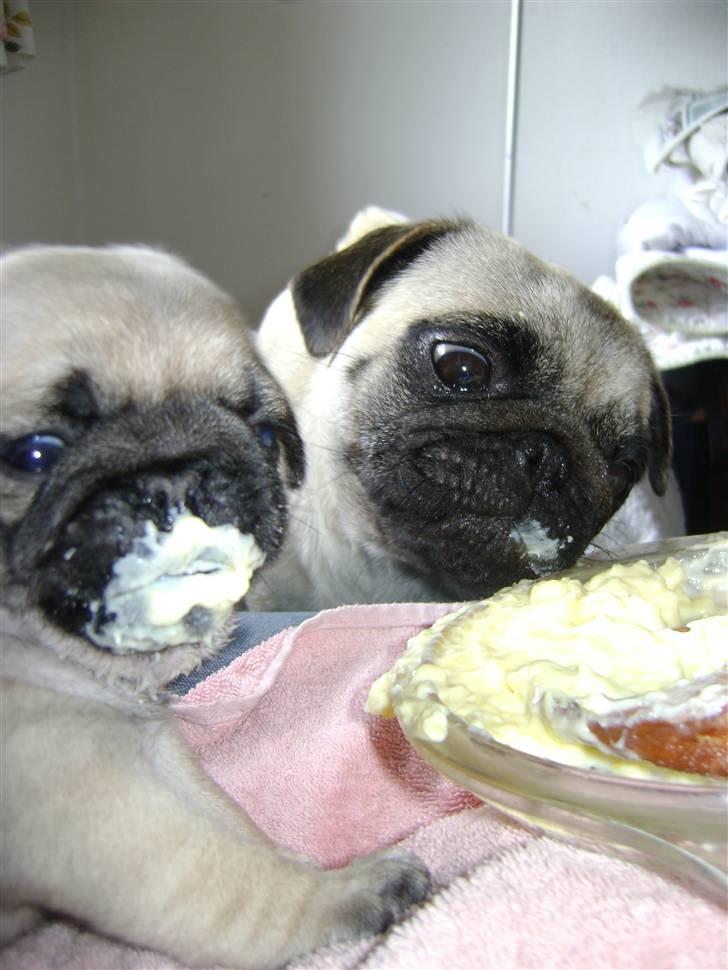 Mops OdA - "vi spiser vælling ..." (Asger & oda) billede 16