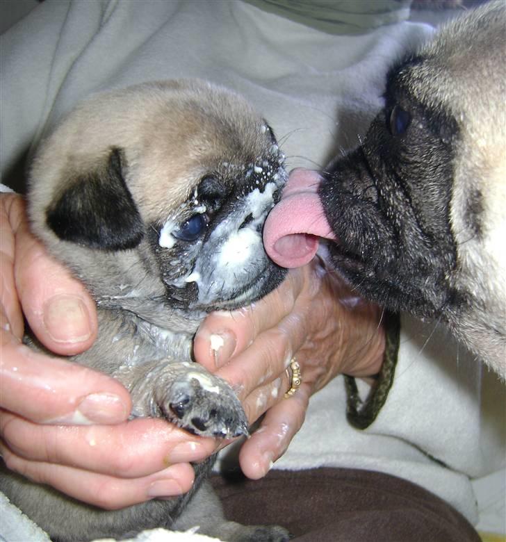 Mops OdA - "Sikke det kan svine sådan noget vælling..." (Lolli & Oda) billede 18