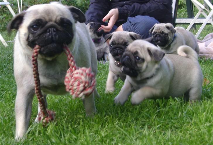 Mops OdA - juni 09 billede 20