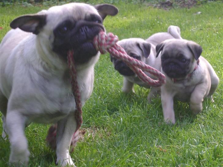 Mops OdA - juni 09 billede 21