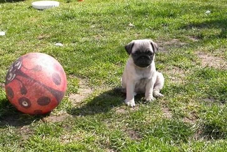 Mops OdA - Oda som hvalp 2007 billede 23