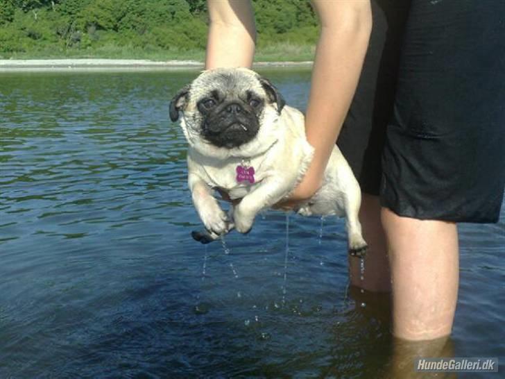 Mops OdA - Vand-loppen! billede 24