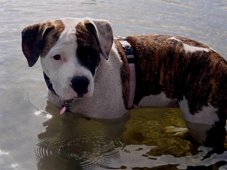 Amerikansk bulldog Kettners Gucci Mali Malou - smukke hund billede 1