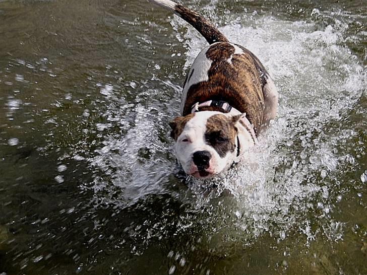 Amerikansk bulldog Kettners Gucci Mali Malou - rigtig vandhund billede 2