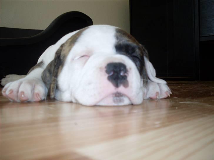 Amerikansk bulldog Kettners Gucci Mali Malou - 5. uge gammel billede 3