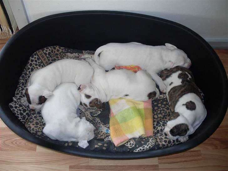 Amerikansk bulldog Kettners Gucci Mali Malou - 5. uge gammel, sammen med alle mine søskende billede 4