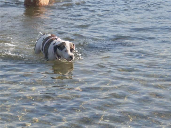 Amerikansk bulldog Kettners Gucci Mali Malou - 14 uger og kan svømme. dygtig pige billede 5