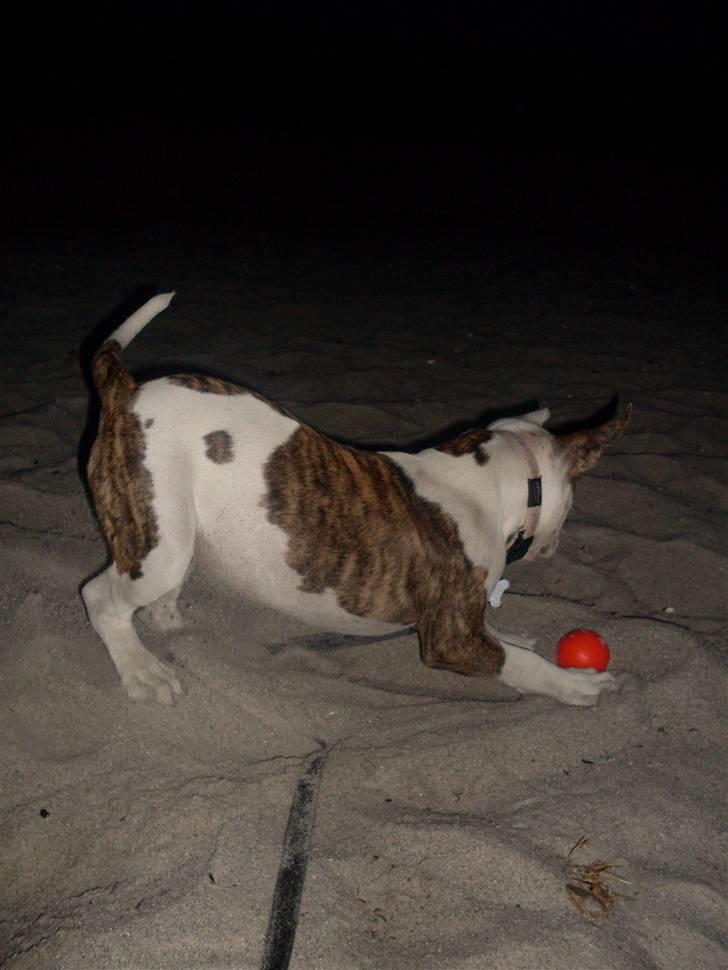 Amerikansk bulldog Kettners Gucci Mali Malou billede 6