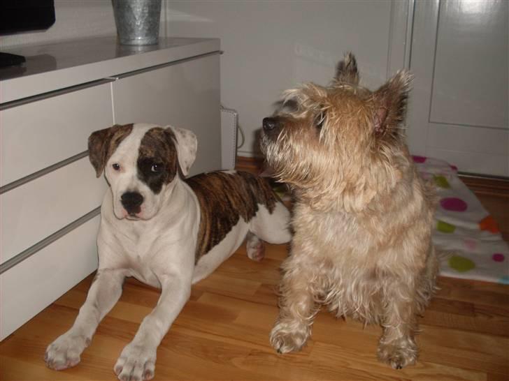 Amerikansk bulldog Kettners Gucci Mali Malou - knold og tot billede 7