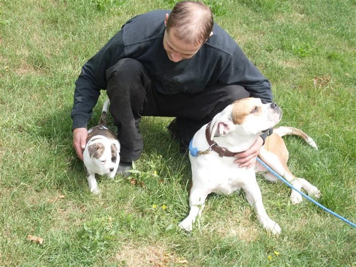 Amerikansk bulldog Kettners Gucci Mali Malou - 5. uge gammel, sammen med Bailey og min kommende far billede 8