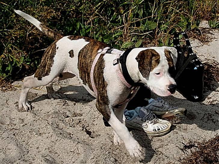 Amerikansk bulldog Kettners Gucci Mali Malou - mors hund billede 9