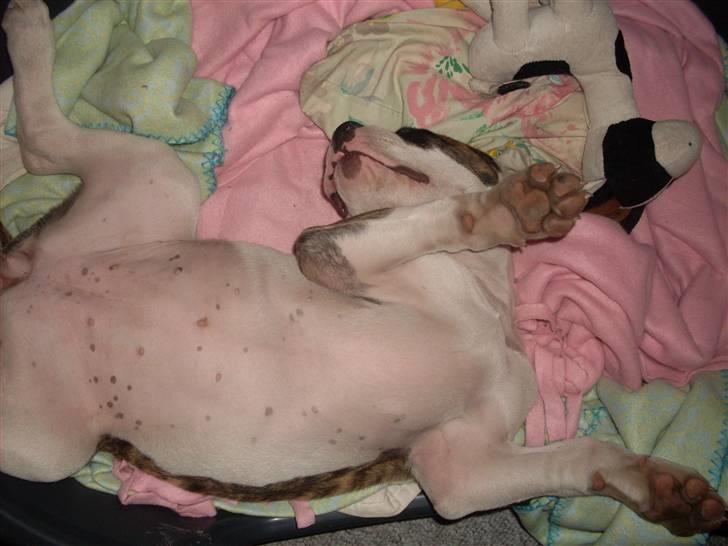 Amerikansk bulldog Kettners Gucci Mali Malou - så sover vi billede 10