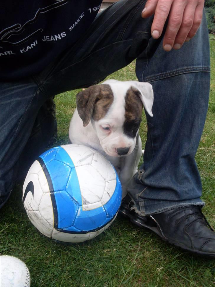 Amerikansk bulldog Kettners Gucci Mali Malou billede 11