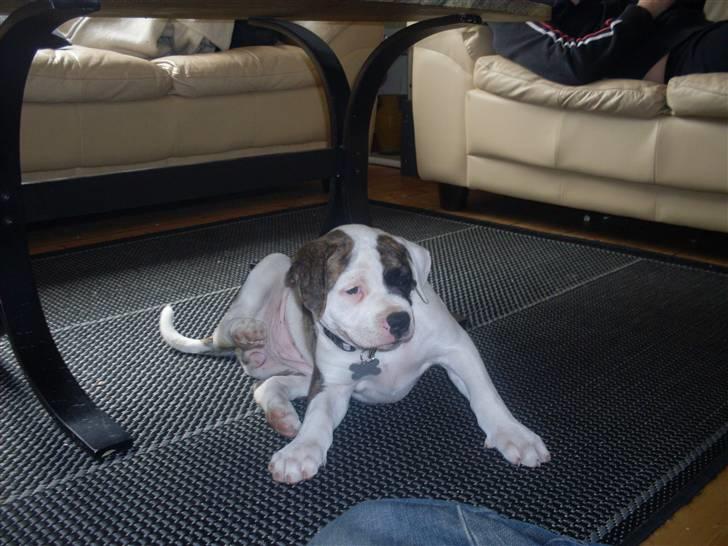 Amerikansk bulldog Kettners Gucci Mali Malou billede 12