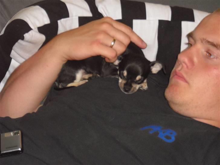 Chihuahua Trunte billede 6