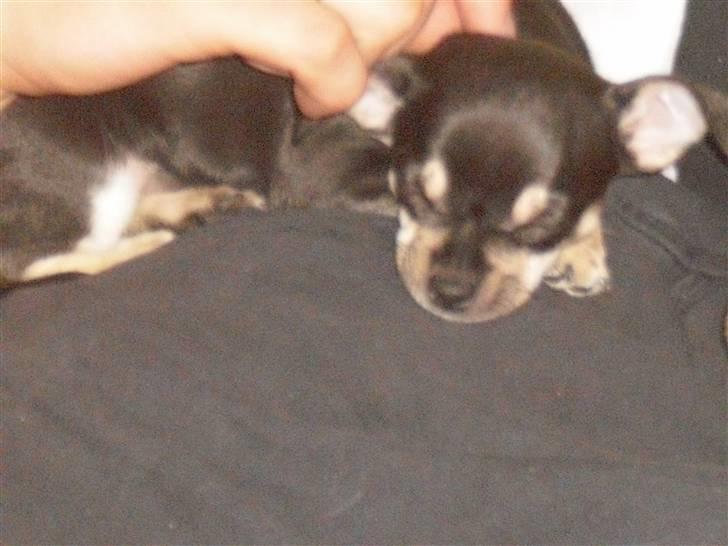 Chihuahua Trunte billede 7