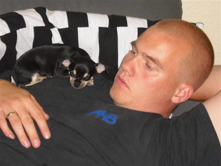 Chihuahua Trunte billede 8