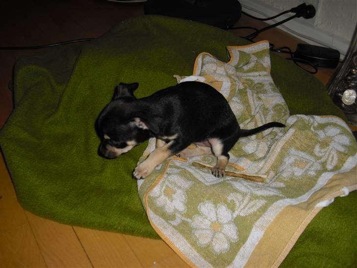 Chihuahua Trunte billede 9