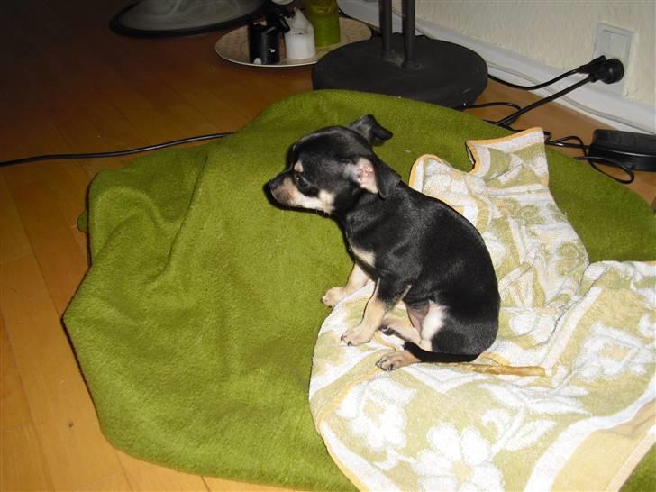 Chihuahua Trunte billede 10