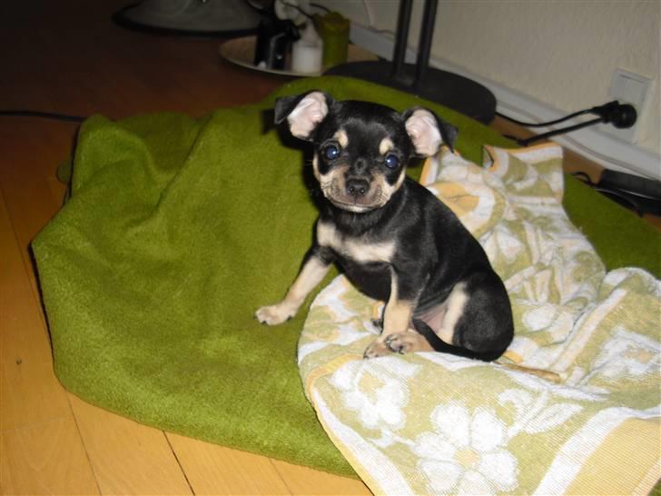 Chihuahua Trunte billede 11