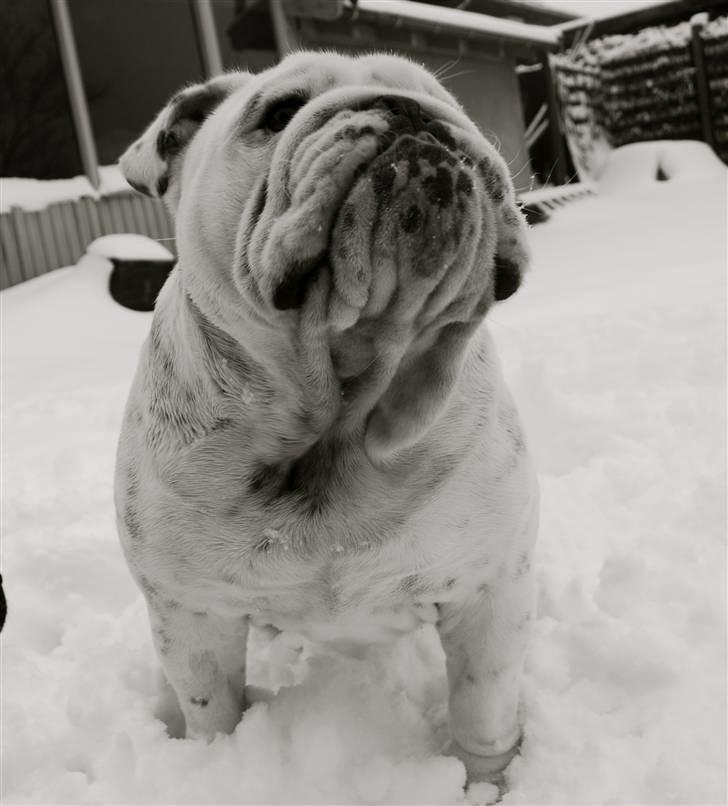 Engelsk bulldog Douglas  - Vinter 2010 billede 9