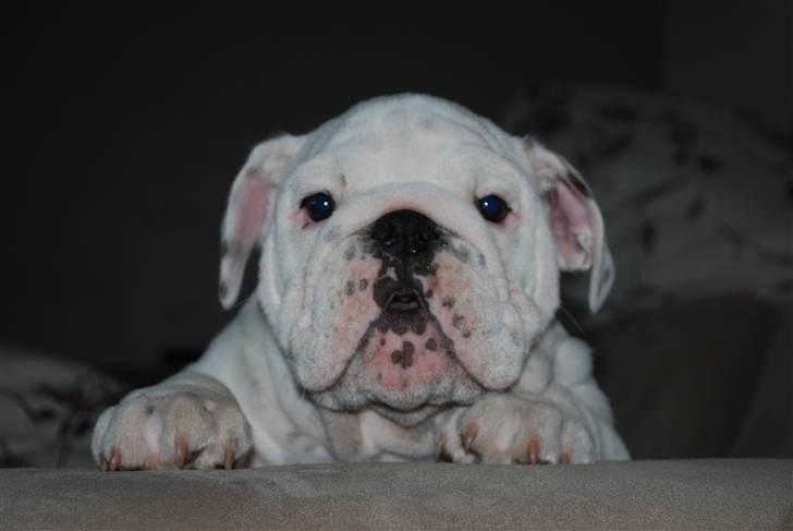 Engelsk bulldog Douglas  billede 10