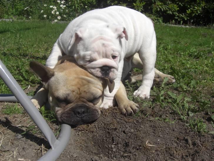 Engelsk bulldog Douglas  billede 11