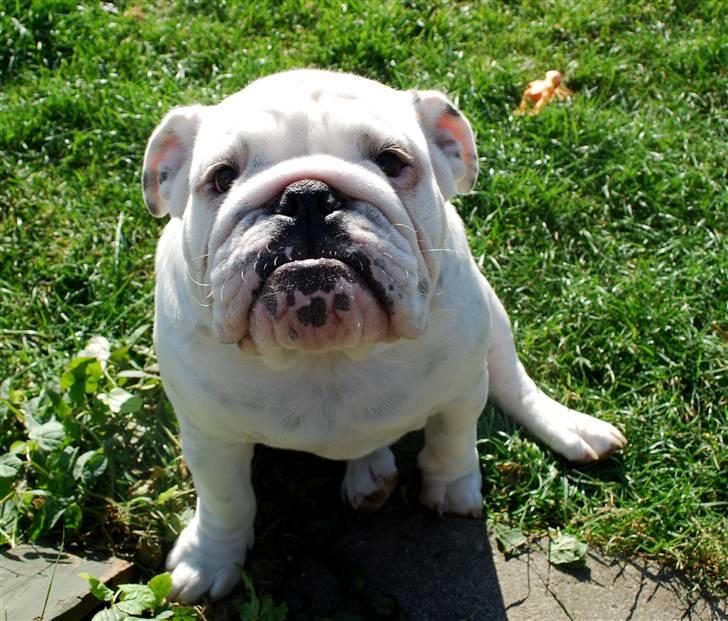 Engelsk bulldog Douglas  billede 12