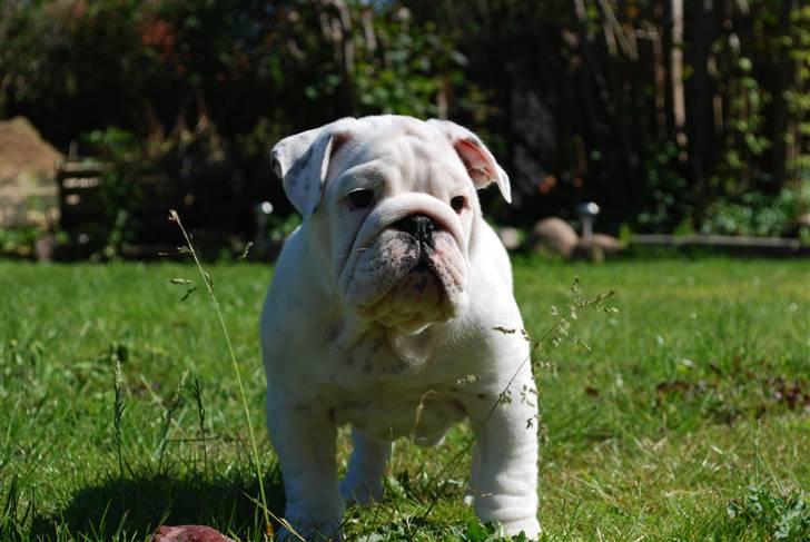 Engelsk bulldog Douglas  billede 13