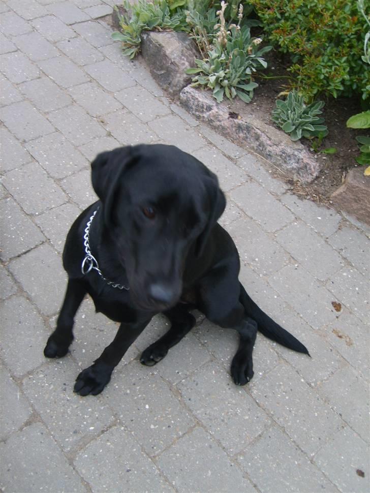 Labrador retriever zita - min nye hunde hvalp. :) billede 1