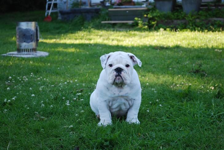 Engelsk bulldog Douglas  billede 14