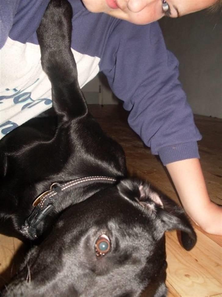 Labrador retriever zita billede 2