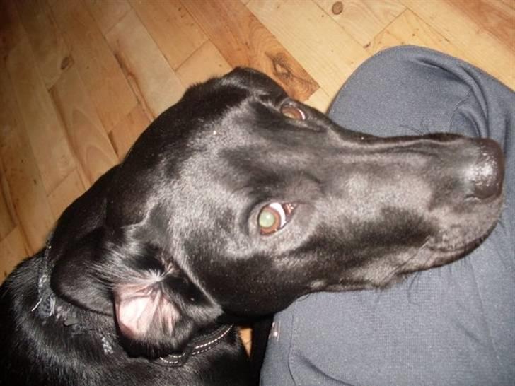 Labrador retriever zita billede 3