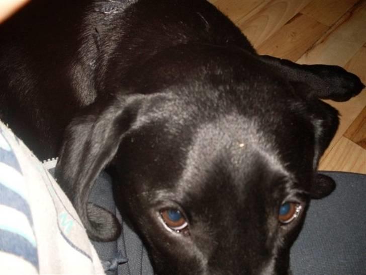 Labrador retriever zita billede 4