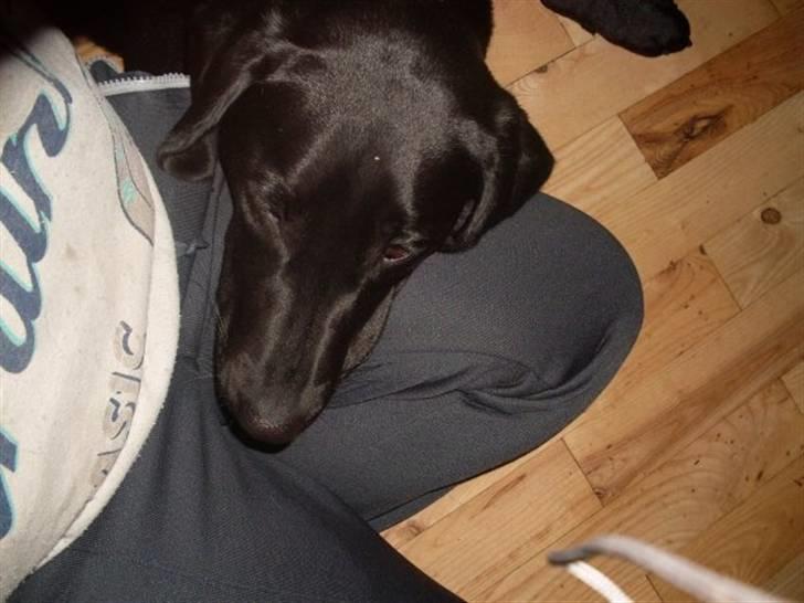 Labrador retriever zita billede 5