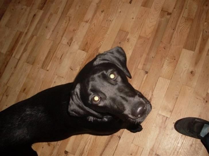 Labrador retriever zita billede 6