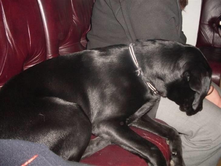 Labrador retriever zita billede 7