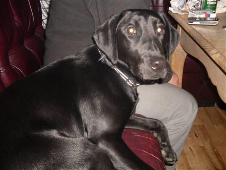 Labrador retriever zita billede 8