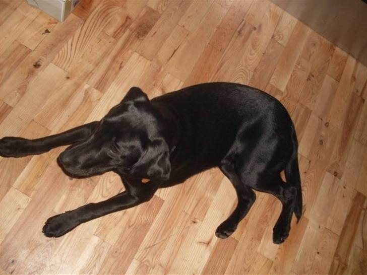 Labrador retriever zita billede 9