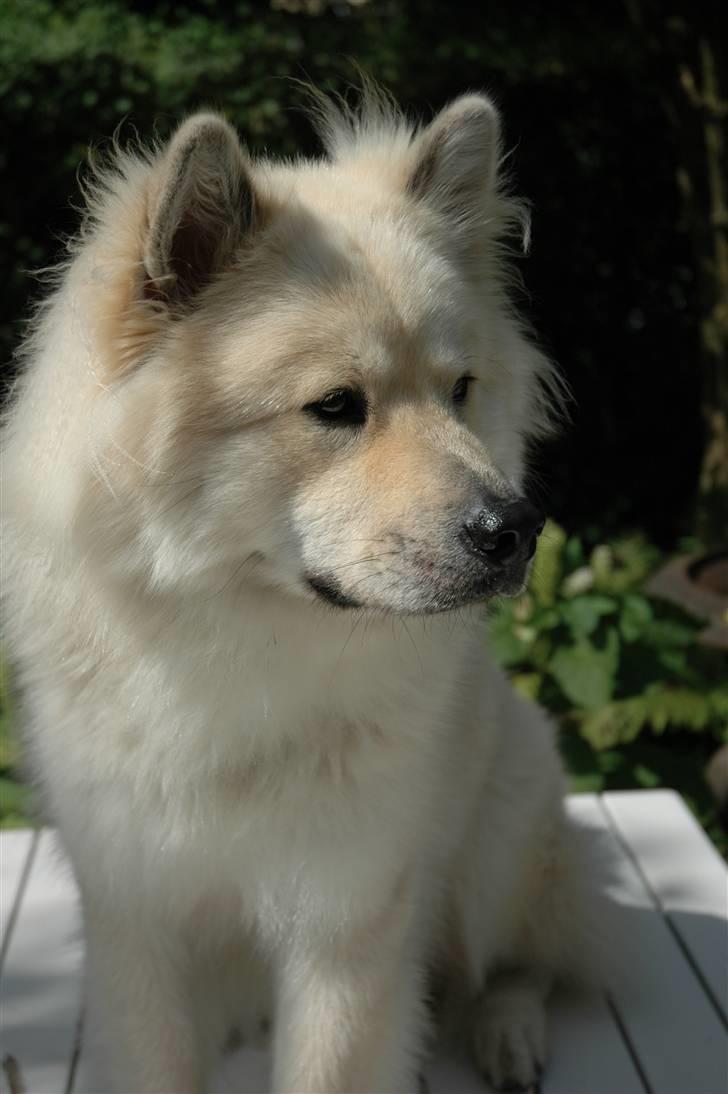 Eurasier Asklunds Charming Cliff - Hej, velkommen til Cliff´s profil ;) Sommer 10;) billede 1