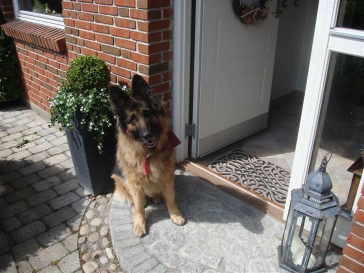 Schæferhund Becca R.i.p billede 11