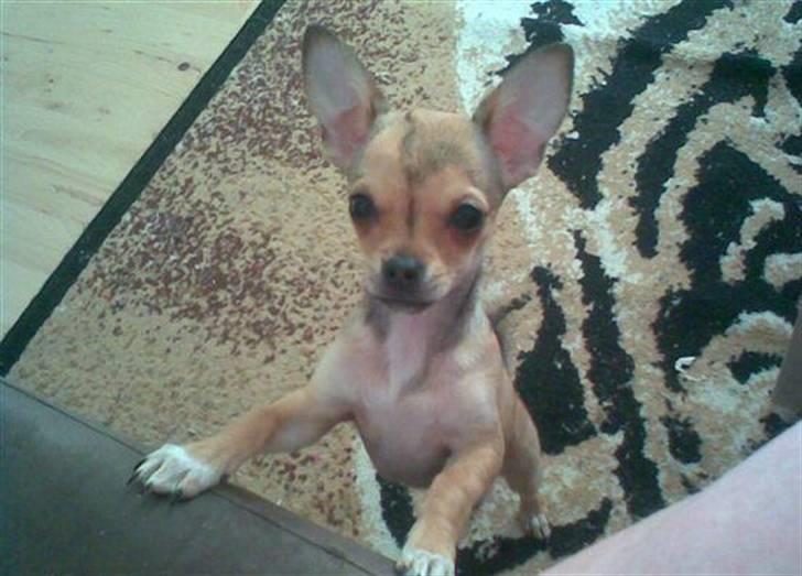Chihuahua Gucci billede 5