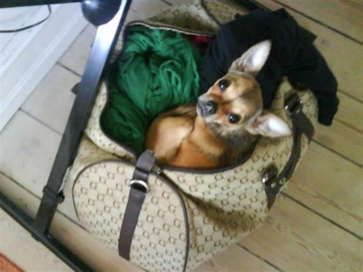 Chihuahua Gucci billede 9