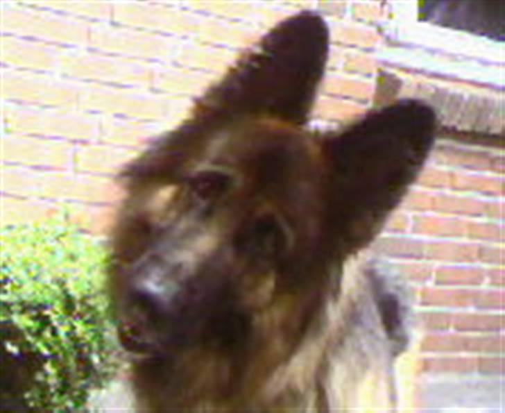 Schæferhund Becca R.i.p billede 12