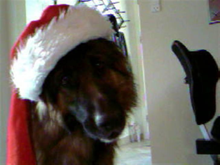 Schæferhund Becca R.i.p billede 13