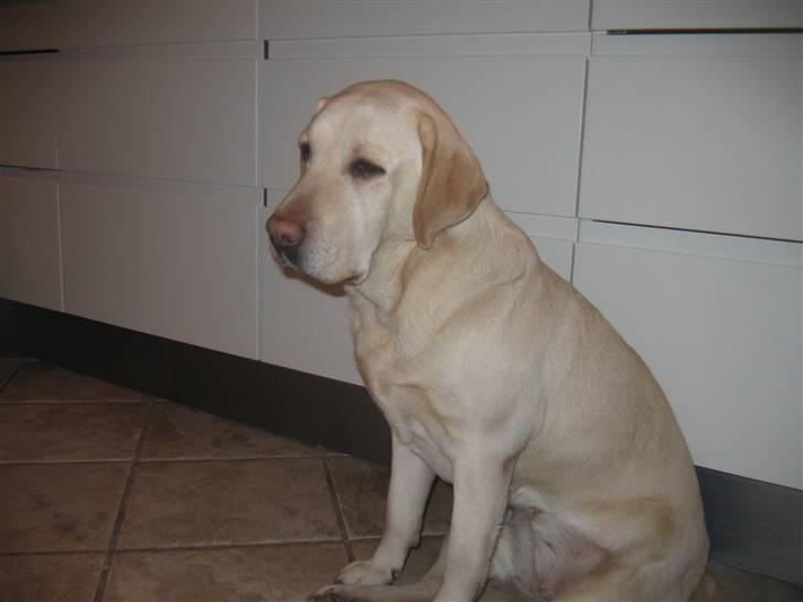 Labrador retriever Kiwi billede 1