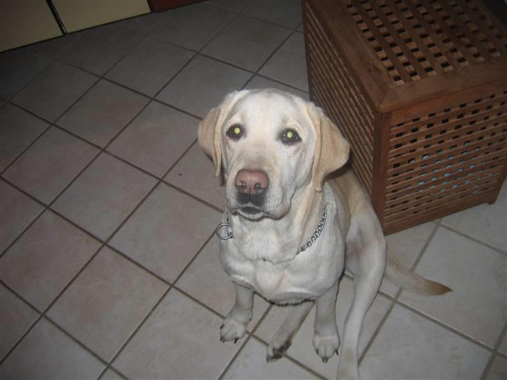 Labrador retriever Kiwi billede 3