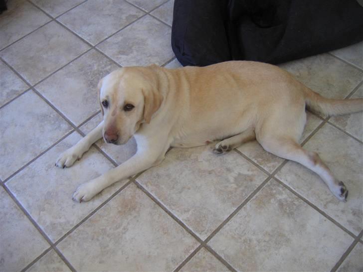 Labrador retriever Kiwi billede 5