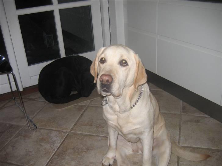 Labrador retriever Kiwi billede 6