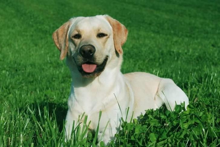 Labrador retriever Cooper - Cooper ligger på marken sommer 2010 billede 6
